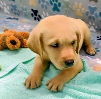 Kevin, a male Labrador Retriever for sale in Summerfield, FL – 2 of 3