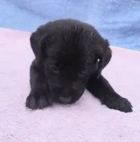 Jillian, a female Labrador Retriever for sale in Summerfield, FL – 3 of 4