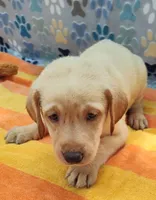 Kenneth, a male Labrador Retriever for sale in Summerfield, FL – 2 of 6
