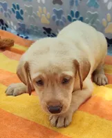 Kenneth, a male Labrador Retriever for sale in Summerfield, FL – 1 of 6