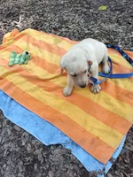 Kai, a male Labrador Retriever for sale in Summerfield, FL – 2 of 5