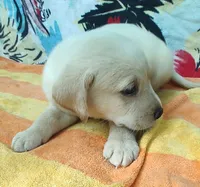 Jimmy , a male Labrador Retriever for sale in Summerfield, FL – 3 of 3