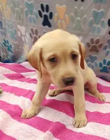 Kristy, a female Labrador Retriever for sale in Summerfield, FL – 3 of 3