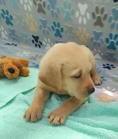 Kevin, a male Labrador Retriever for sale in Summerfield, FL – 3 of 3