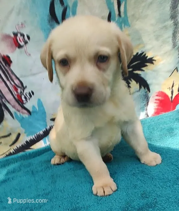 Jake – Labrador Retriever puppy for sale in Summerfield, FL