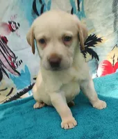 Jake, a male Labrador Retriever for sale in Summerfield, FL – 1 of 3