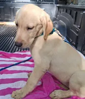 JETTY, a male Labrador Retriever for sale in Summerfield, FL – 3 of 10