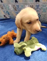 Keith, a male Labrador Retriever for sale in Summerfield, FL – 3 of 7