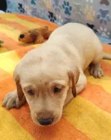 Kenneth, a male Labrador Retriever for sale in Summerfield, FL – 5 of 6