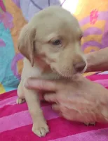 Jeannie, a female Labrador Retriever for sale in Summerfield, FL – 2 of 3