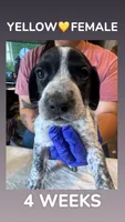 Yellow collar Female, a female German Shorthaired Pointer for sale in Olivehurst, CA – 3 of 3