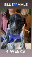 Blue Collar Male, a male German Shorthaired Pointer for sale in Olivehurst, CA – 3 of 3