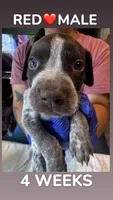 Red Collar Male, a male German Shorthaired Pointer for sale in Olivehurst, CA – 3 of 3