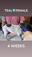 Teal Collar Female, a female German Shorthaired Pointer for sale in Olivehurst, CA – 1 of 3