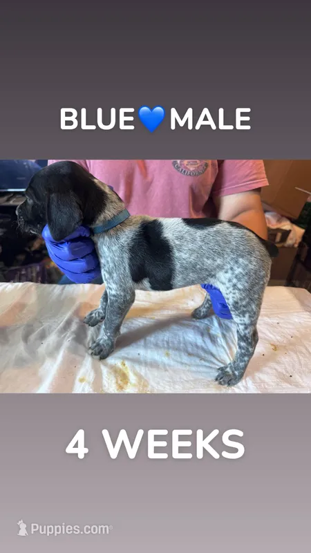 Blue Collar Male – German Shorthaired Pointer puppy for sale in Olivehurst, CA