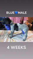Blue Collar Male, a male German Shorthaired Pointer for sale in Olivehurst, CA – 1 of 3