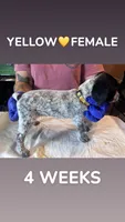 Yellow collar Female, a female German Shorthaired Pointer for sale in Olivehurst, CA – 1 of 3