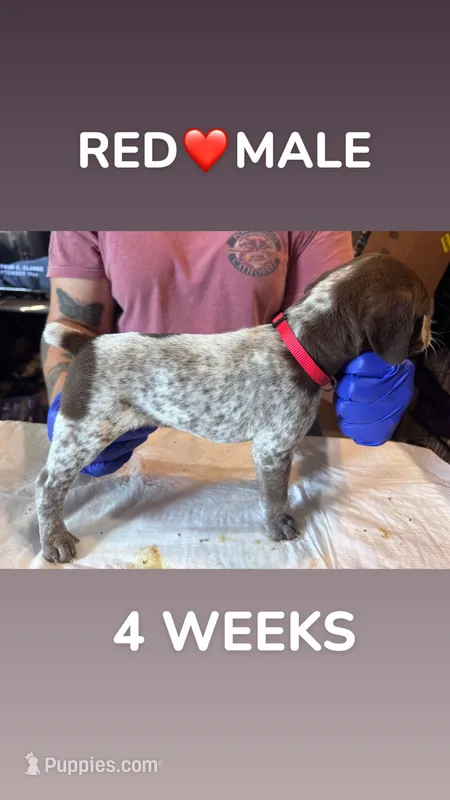 Red Collar Male – German Shorthaired Pointer puppy for sale in Olivehurst, CA