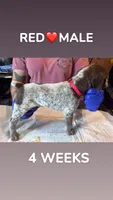 Red Collar Male, a male German Shorthaired Pointer for sale in Olivehurst, CA – 1 of 3