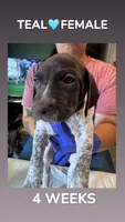 Teal Collar Female, a female German Shorthaired Pointer for sale in Olivehurst, CA – 3 of 3