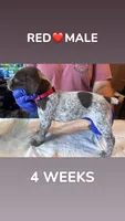 Red Collar Male, a male German Shorthaired Pointer for sale in Olivehurst, CA – 2 of 3