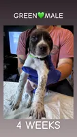 Green Collar Male, a male German Shorthaired Pointer for sale in Olivehurst, CA – 3 of 3