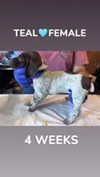Teal Collar Female, a female German Shorthaired Pointer for sale in Olivehurst, CA – 2 of 3