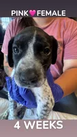 Pink Collar Female, a female German Shorthaired Pointer for sale in Olivehurst, CA – 3 of 3