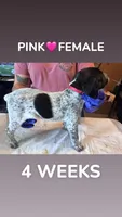 Pink Collar Female, a female German Shorthaired Pointer for sale in Olivehurst, CA – 2 of 3