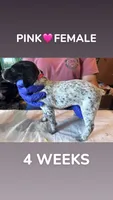 Pink Collar Female, a female German Shorthaired Pointer for sale in Olivehurst, CA – 1 of 3