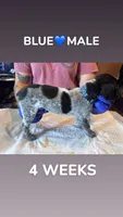 Blue Collar Male, a male German Shorthaired Pointer for sale in Olivehurst, CA – 2 of 3