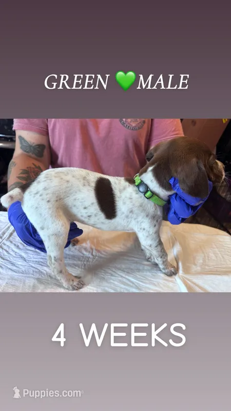 Green Collar Male – German Shorthaired Pointer puppy for sale in Olivehurst, CA