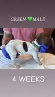 Green Collar Male, a male German Shorthaired Pointer for sale in Olivehurst, CA – 1 of 3