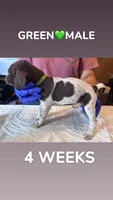 Green Collar Male, a male German Shorthaired Pointer for sale in Olivehurst, CA – 2 of 3