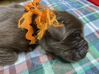 Maggie Orange boy, a male Newfoundland for sale in Pottstown, PA – Photo 1 of 7