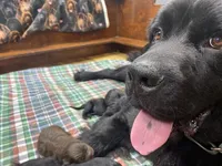Maggie Orange boy, a male Newfoundland for sale in Pottstown, PA – Photo 6 of 7