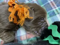 Maggie Orange boy, a male Newfoundland for sale in Pottstown, PA – Photo 3 of 7
