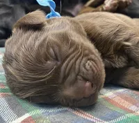 Maggie Lt Blue boy, a male Newfoundland for sale in Pottstown, PA – Photo 2 of 8