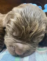 Maggie Lt Blue boy, a male Newfoundland for sale in Pottstown, PA – Photo 3 of 8