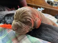 Maggie Lt Blue boy, a male Newfoundland for sale in Pottstown, PA – Photo 4 of 8