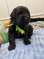 Kayleigh Light Green Girl, a female Newfoundland for sale in Pottstown, PA – Photo 1 of 10
