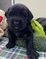 Kayleigh Light Green Girl, a female Newfoundland for sale in Pottstown, PA – Photo 5 of 10