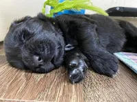 Kayleigh Light Green Girl, a female Newfoundland for sale in Pottstown, PA – Photo 6 of 10