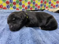 Kayleigh Light Green Girl, a female Newfoundland for sale in Pottstown, PA – Photo 9 of 10