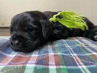Kayleigh Light Green Girl, a female Newfoundland for sale in Pottstown, PA – Photo 7 of 10