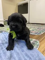 Kayleigh Light Green Girl, a female Newfoundland for sale in Pottstown, PA – Photo 2 of 10