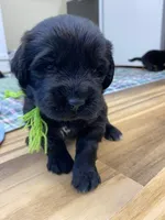Kayleigh Light Green Girl, a female Newfoundland for sale in Pottstown, PA – Photo 4 of 10