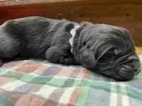 Maggie Silver Girl, a female Newfoundland for sale in Pottstown, PA – Photo 3 of 8