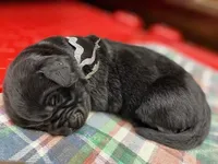 Maggie Silver Girl, a female Newfoundland for sale in Pottstown, PA – Photo 5 of 8