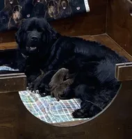 Maggie Silver Girl, a female Newfoundland for sale in Pottstown, PA – Photo 4 of 8